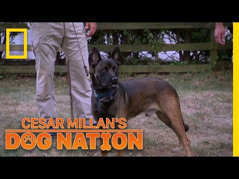 犬のバランスを見つける｜セザールミランの犬の国 (Finding a Dog's Balance | Cesar Millan's Dog Nation)