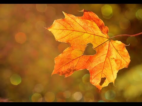 Mindfulness MBSR - Mindful Movement 1 - with Ali Lambie