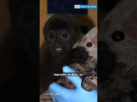 #Huila Del cautiverio a una segunda oportunidad 🐒🌿