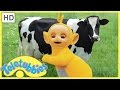 Teletubbies English Episodes Milking Cows Full Episode HD S06E136