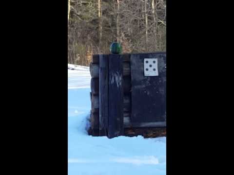 165gr Federal Fusion .30-06 Review \u0026 Ammo Test