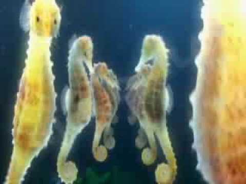 Queen$ & New'Z'cool - Озеро Сліз