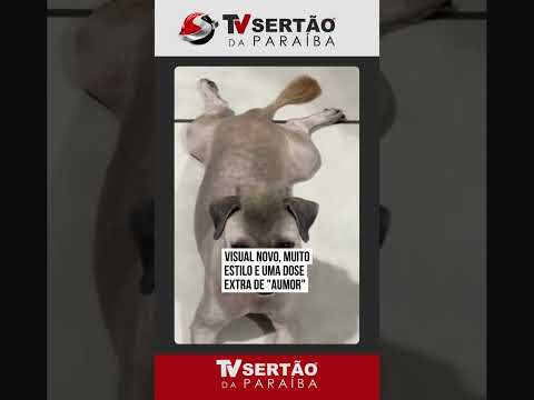 Cãozinho Bento viraliza com 