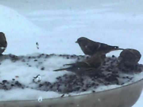 Common  redpolls