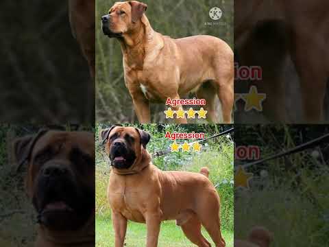🐅Tosa inu vs 🐆Boerboel👊#shorts
