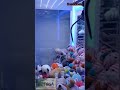 Maquinas De Peluches Mito O Realidad