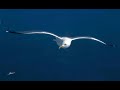 Neil Diamond - Lonely Looking Sky (lyrics)
