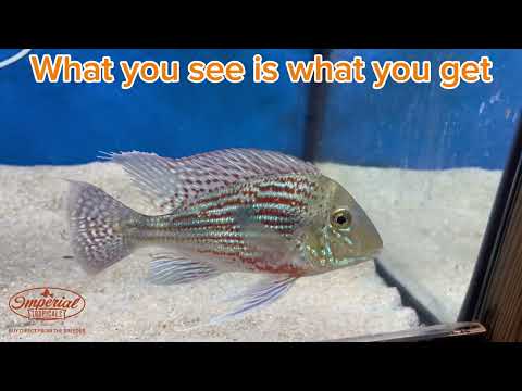 The WYSIWYG Geophagus Sveni is a captivating species known for its striking appearance