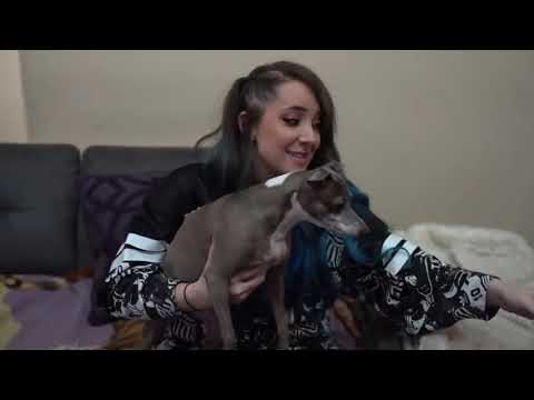 What happens when a dog meets a cat