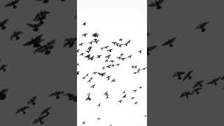 Download lagu kenapa burung merpati lebih memilih terbang berkelompok? mp3