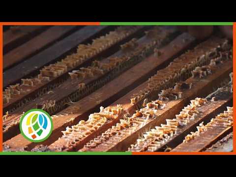 Producir 100 toneladas de miel es el compromiso de los apicultores de la CCS 9no Congreso de la ANAP