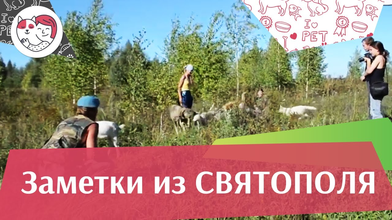 ЗАМЕТКИ ИЗ СВЯТОПОЛЯ выпуск 2 Прогулка с хаски ilikepet