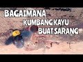 Kumbang Kayu Buat Sarang Rumah Kumbang Kayu Bumblebee