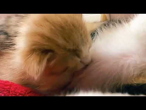 From Milk to Dreamland ☁️🐱 | Cuteness Overload!