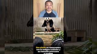 O panda jamais se esqueceu de quem cuidou dele #shorts