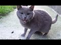 Only Gray Cat Hisses At Camera