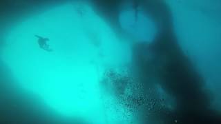 preview picture of video 'Dive with sardines, Cebu, part 2 / Дайвинг с сардинами, Себу, часть 2'