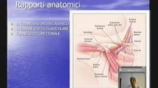 Circolo arterioso e venoso arti superiori