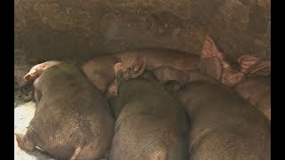 African Swine Fever reaches Mindanao