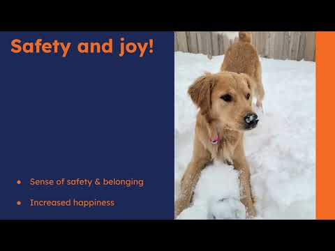 Meet Griff, OPRFHS Facility Dog!