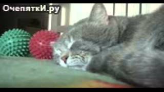Смотреть онлайн Спящий кот реагирует на кашель хозяина