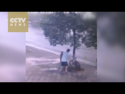 Unstoppable Thief Chops Down An Entire Tree Just To Steal A Bike