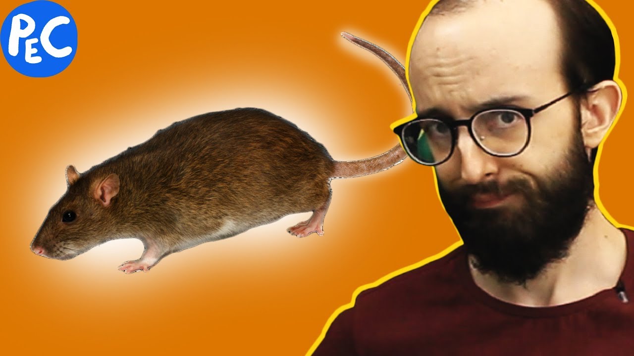 RATOS SÃO LIMPINHOS E ORGANIZADOS?