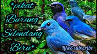 Download lagu Suara pikat burung selendang biru super ampuh | Pikat burung selendang biru | mp3 suara pikat burung mp3