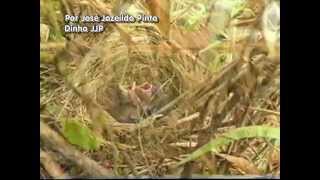 preview picture of video 'Curió Paracambi Fêmea alimentando filhotes na natureza'