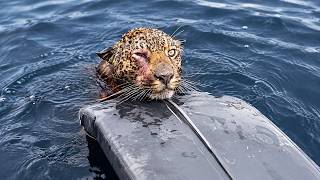 Animals That Asked People for Help & Kindness!