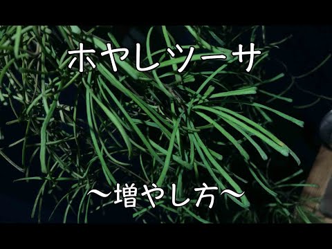 スイカズラの挿し木はいつ、どのように行うのですか?この植物をうまく繁殖させるためのチュートリアルとビデオは次のとおりです。  庭園