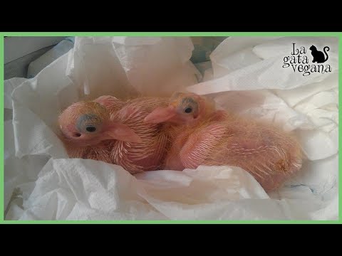 , title : 'CÓMO HACER PAPILLA PARA PALOMAS O TÓRTOLAS BEBÉ O ADULTAS ENFERMAS | LO QUE PUEDEN COMER Y RECETA'