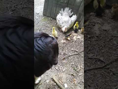 mamusia Kasieńka #lepszeżycie #ziemian #nature #ziemia #wieś