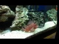 Lion and Scorpion Fish eating fish 