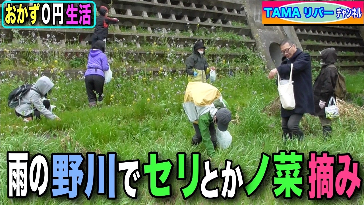 【おかず０円生活】雨の野川でセリとかノ菜を摘む