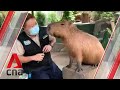 On a Zoom date with a capybara at Singapore's River Safari | CNA Lifestyle