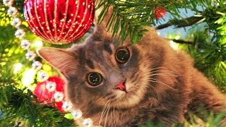 Cats Love Christmas Trees Compilation NEW