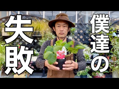 吊り下げイチゴ:植え付けと手入れのヒント 植物
