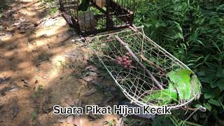 Download lagu 24 minit MP3 suara cucak ijo mini/ Hijau Kecik/Hijau Porong ( Green Leaf Bird ) dijamin nyamar turun mp3 Download lagu 24 minit MP3 suara cucak ijo mini/ Hijau Kecik/Hijau Porong ( Green Leaf Bird ) dijamin nyamar turun mp3