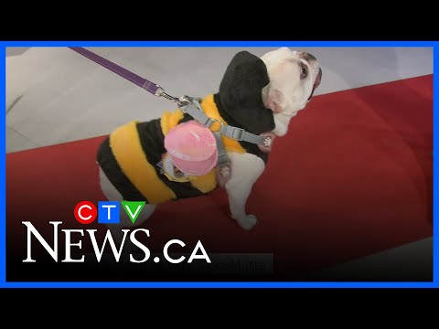 Canine Costumes with CocoMutts - YouTube