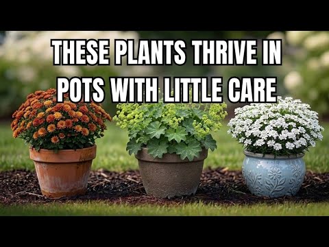 11 Perennials That Thrive in Containers
