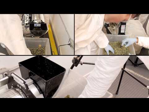 DRY Trimming Cannabis with the Twister T4