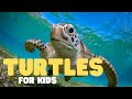 Turtles For Kids Learn All About These Water Loving Reptiles
