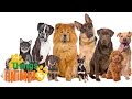 DOGS Animals For Kids All Things Animal TV