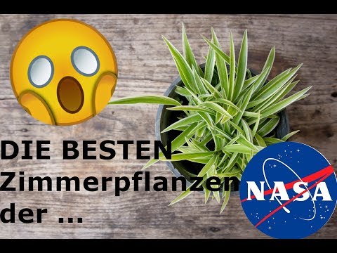 , title : 'NASA - STUDIE | Die 9 Besten ZIMMERPFLANZEN | EINFACHWissen'