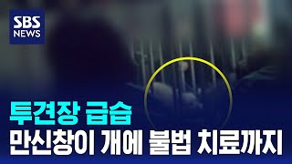 투견장 급습..만신창이 개에 불법 치료까지 / SBS