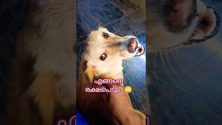 Download lagu 2026 ആവാറായി #shimasdomhan3286 #love #pets #kanmani #shorts #follow mp3 Download lagu 2026 ആവാറായി #shimasdomhan3286 #love #pets #kanmani #shorts #follow mp3