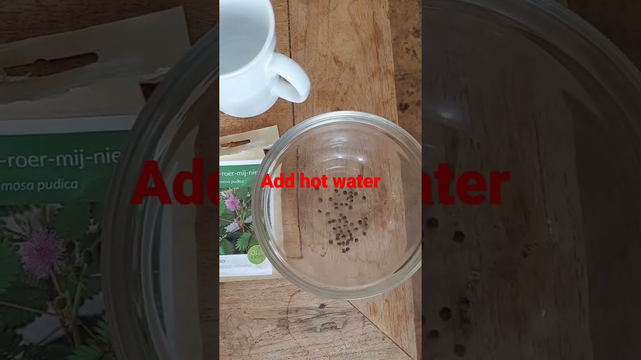 Grow mimosa tree from seeds. Step 1. add hot water for 5 sec. Then soak 12 h. #trees #flowers