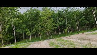 แปลงทดลองสายพันธุ์เบญจพรรณ​  ดังๆ​ 20ต้น