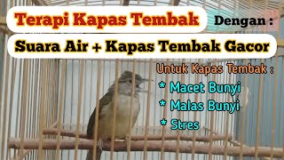 Download lagu Terapi Kapas Tembak Macet dan Malas Bunyi dengan Suara Air dan Kapas Tembak Gacor || Situs Kicau mp3